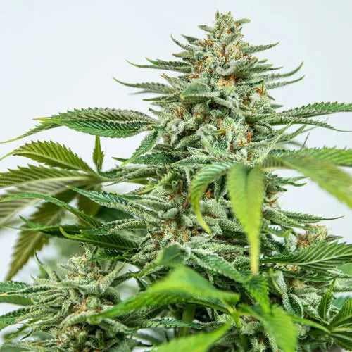 Close-up of a cannabis plant with green leaves and buds on a light background