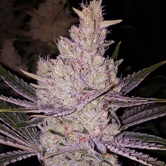 Orange Kush Cake R1 - Ethos Genetics