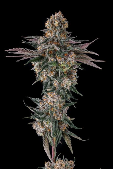 A close-up of a cannabis flower bud with green leaves covered in white trichomes and orange pistils, set against a solid black background.