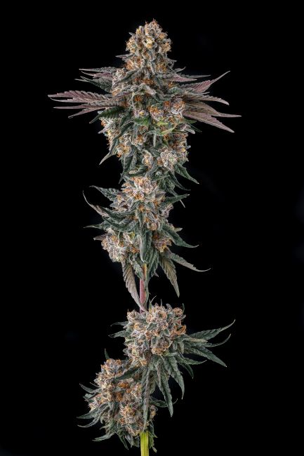 Close-up of a cannabis plant with dark background