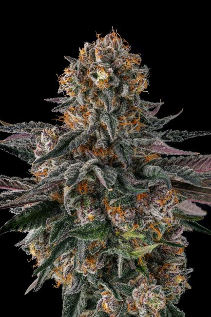 Close-up of a cannabis plant with a black background