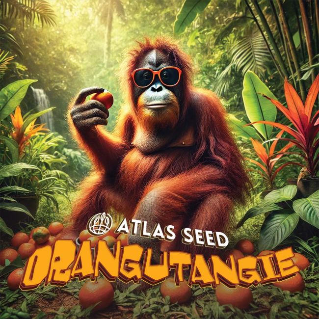Orangutangie - Atlas Seed