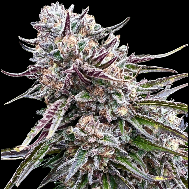 Orangutangie - Atlas Seed