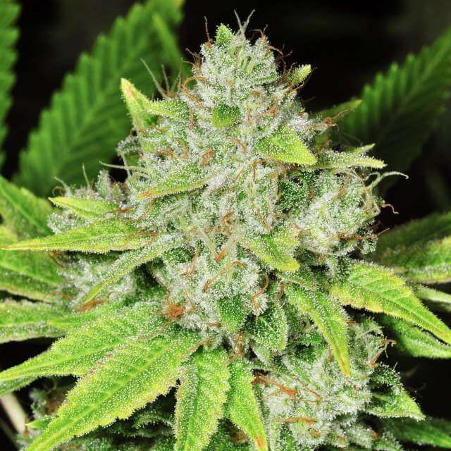 Close-up of a cannabis plant with green leaves and visible trichomes.