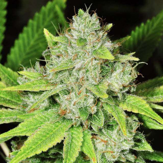 Close-up of a cannabis plant with green leaves and visible trichomes.