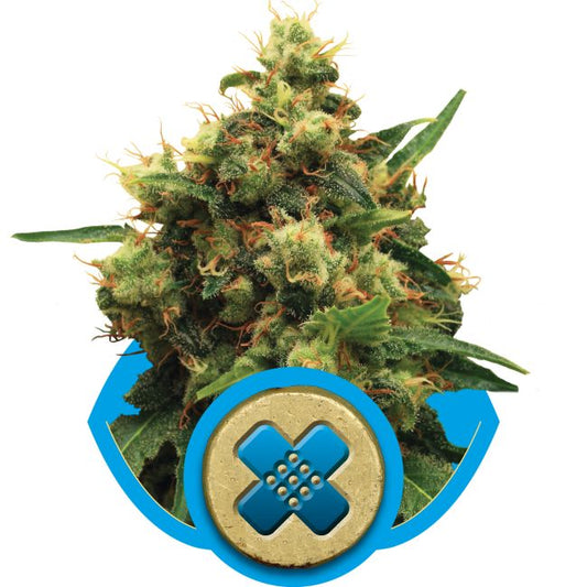 Close-up of a cannabis plant with a blue shield and cross symbol on a white background
