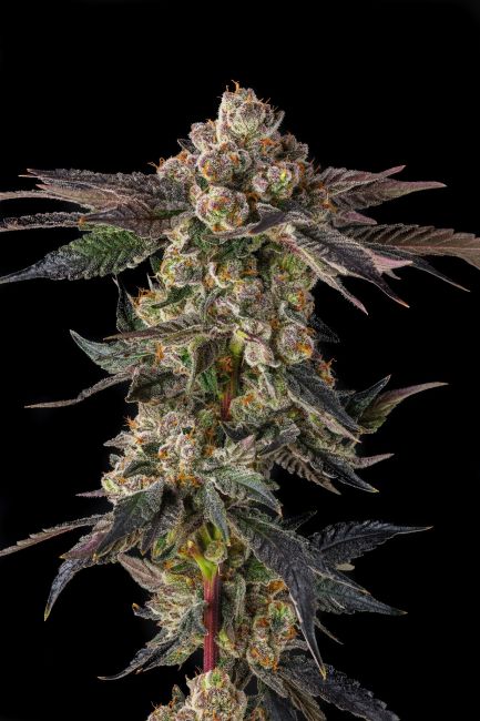A close-up of a mature cannabis bud with surrounding dark green to purplish leaves, heavily covered in white trichome crystals, set against a solid black background.