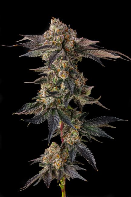 A close-up of a cannabis flower bud with dark green to purplish leaves and dense trichome-covered buds, isolated against a solid black background.
