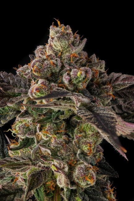 A close-up of a heavily trichome-covered cannabis bud with green, purple, and orange tones against a solid black background.