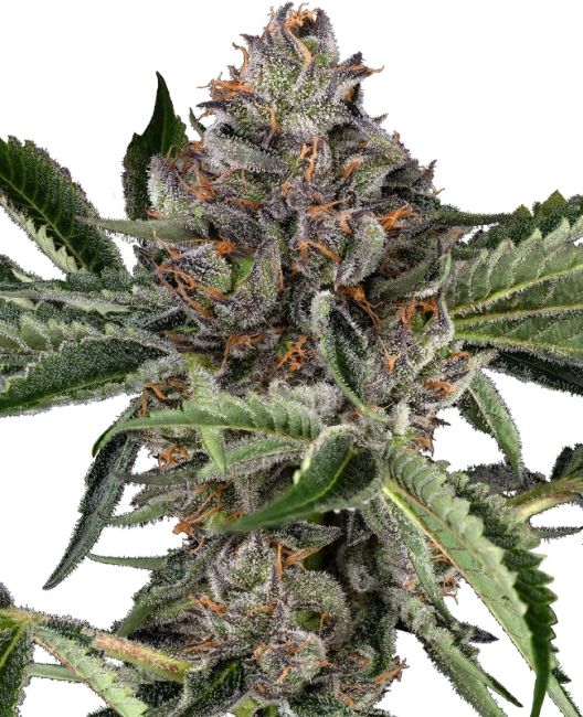 Close-up of a cannabis plant with green leaves and orange buds on a white background