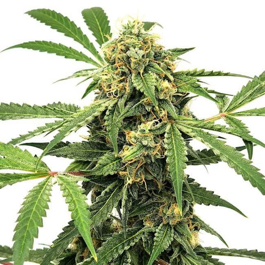 Close-up of a cannabis plant with green leaves and buds on a white background
