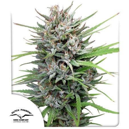 Close-up of a cannabis plant with frosty buds on a white background, featuring the Dutch Passion logo.