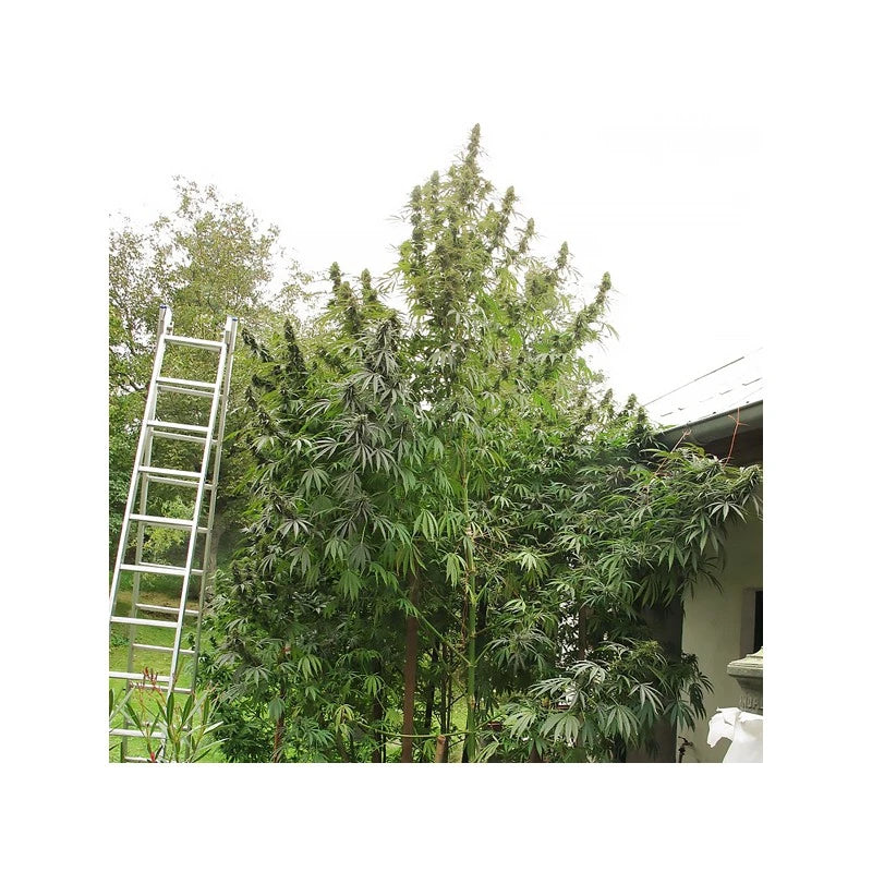 Tall ladder leaning against a large cannabis plant with a house in the background.