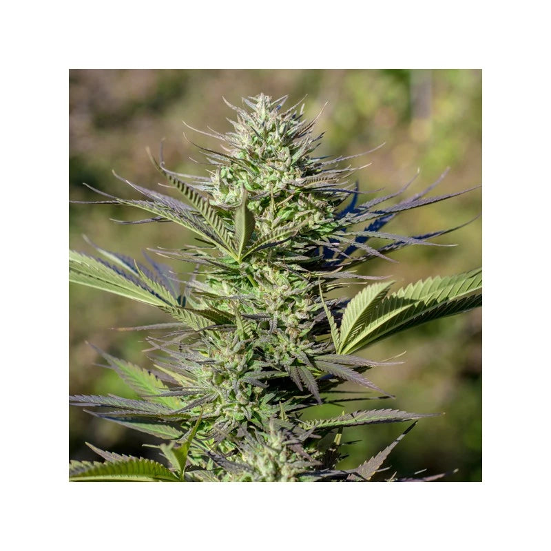 Mature cannabis plant with green leaves and buds against a blurred natural background