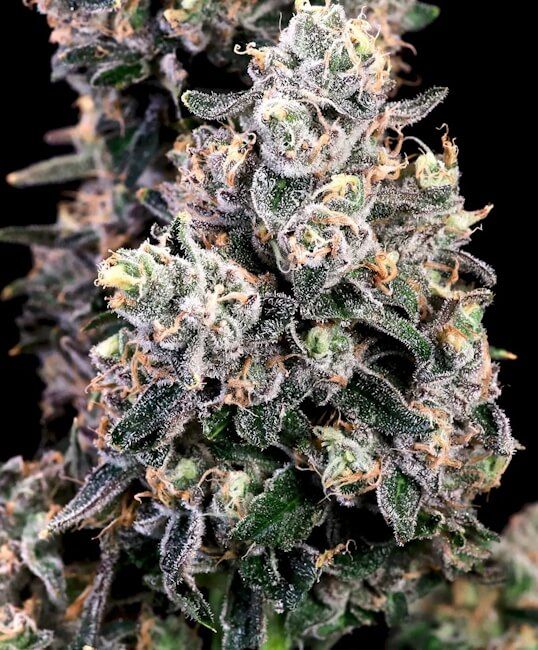 Peanut Butter Bomb Fast - Atlas Seed