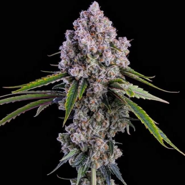Pepe Silvia R1 - Ethos Genetics