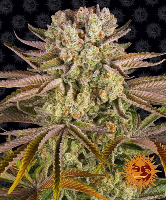 Pineapple Express - Barneys Farm