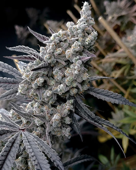 Closeup of a frosty green bud.