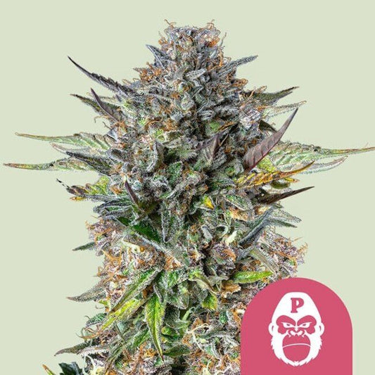 Close-up of a cannabis plant bud with a pink logo featuring a gorilla on a light green background