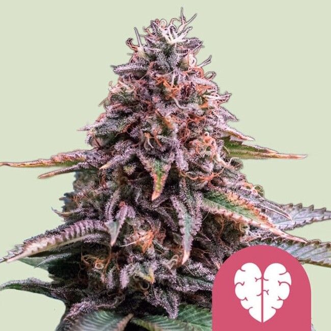 Close-up of a cannabis plant with a pink logo featuring a white leaf on a light green background