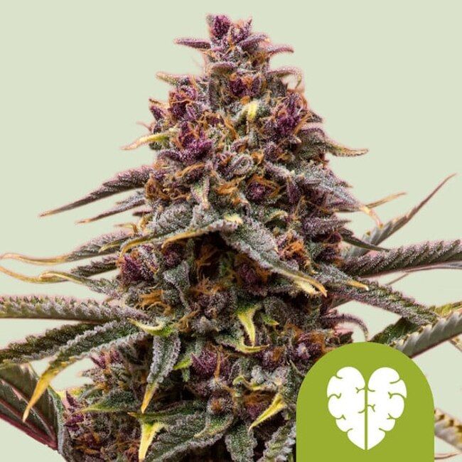 Close-up of a cannabis plant with a green leaf logo on a light green background