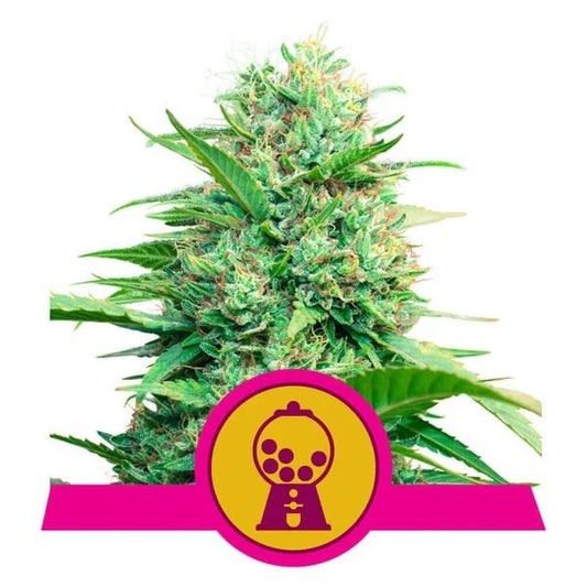 Cannabis plant with a pink and yellow logo on a white background