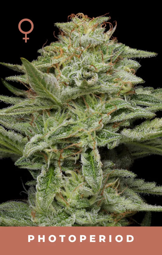 Close-up of a cannabis plant with frost on its leaves, labeled 'Photoperiod'.