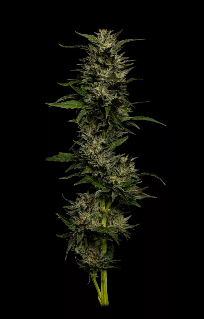 Cannabis plant on a black background