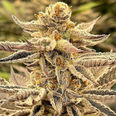 Close-up of a cannabis plant with frosty buds against a blurred natural background