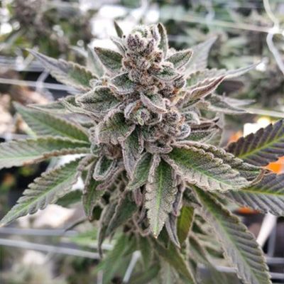 Close-up of a cannabis plant with visible trichomes.