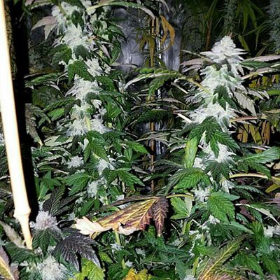 Grown cannabis plants with green leaves and white buds.