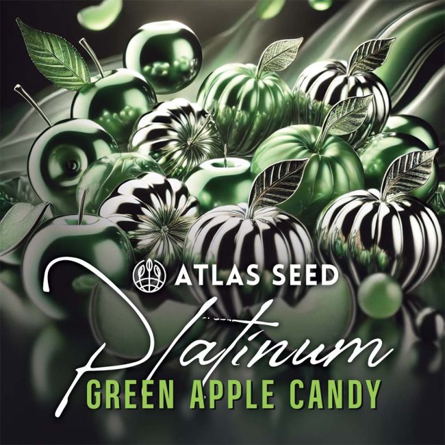 Platinum Green Apple Candy - Atlas Seed