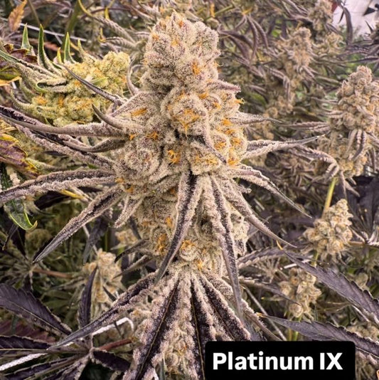 Close-up of a cannabis plant with frosty buds labeled 'Platinum IX'.