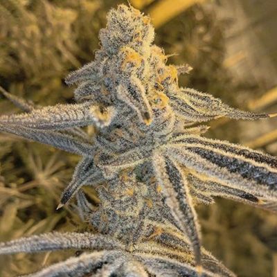 Close-up of a cannabis plant with frost on its buds.