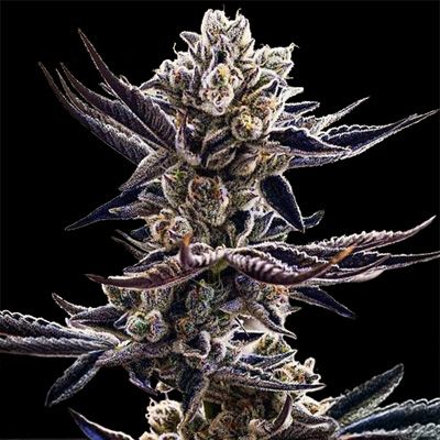 Close-up of a cannabis plant with frosty buds on a black background