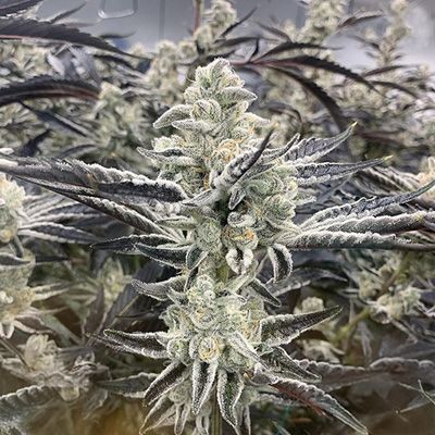 Close-up of a cannabis plant with frost on its leaves.