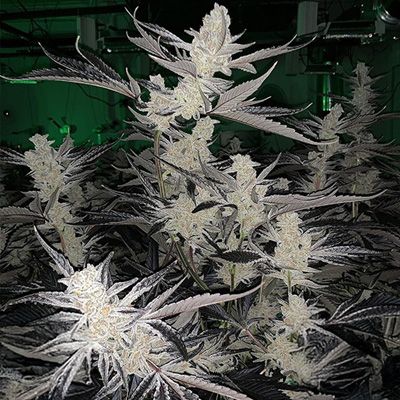Grown cannabis plants with large buds in a controlled environment.