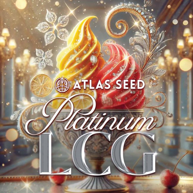 Platinum Lemon Cherry Gelato - Atlas Seed