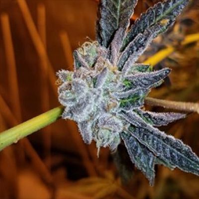 Close-up of a cannabis plant bud with frost on it, against a blurred background.