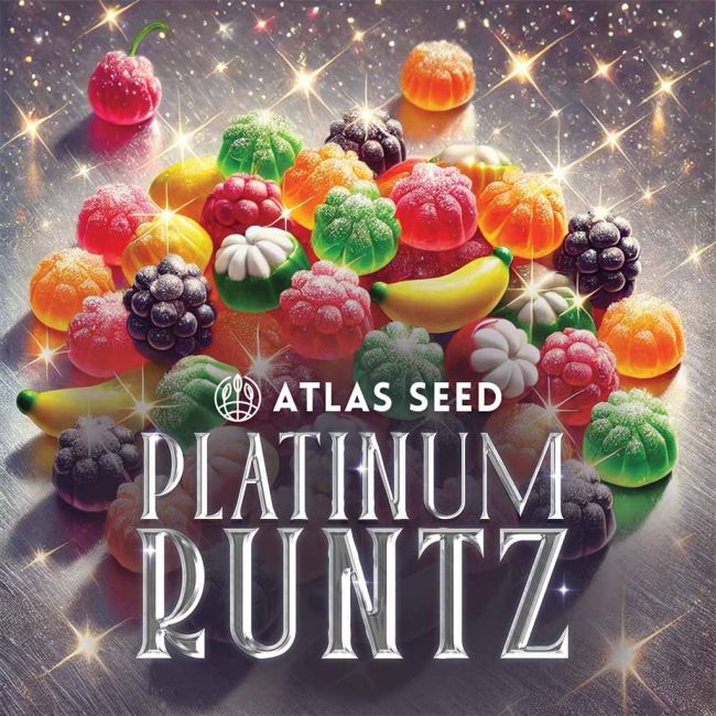 Platinum Runtz - Atlas Seed