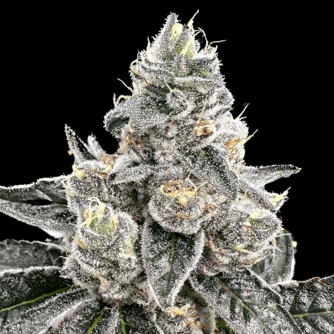 Platinum Runtz - Atlas Seed