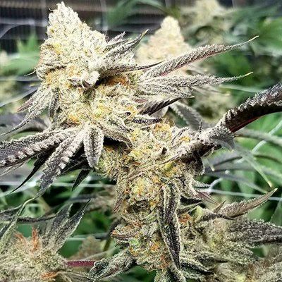 Close-up of a cannabis plant with dense buds.