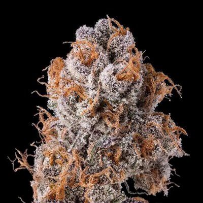 Close-up of a cannabis bud with frost on a black background