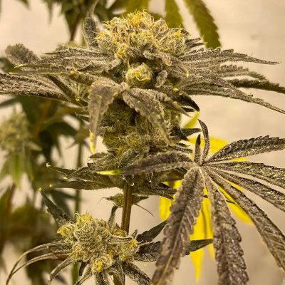 Close-up of a cannabis plant with visible buds and leaves.