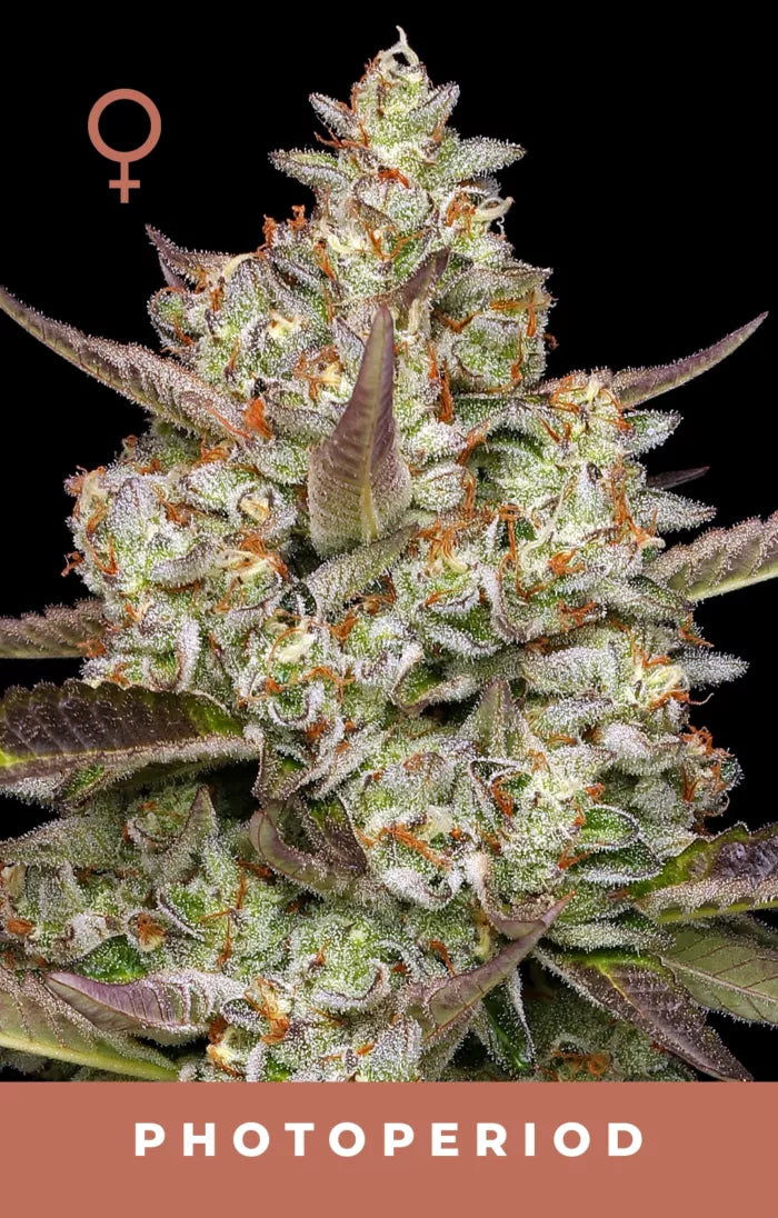 Close-up of a cannabis plant with visible trichomes on a dark background, labeled 'Photoperiod'.