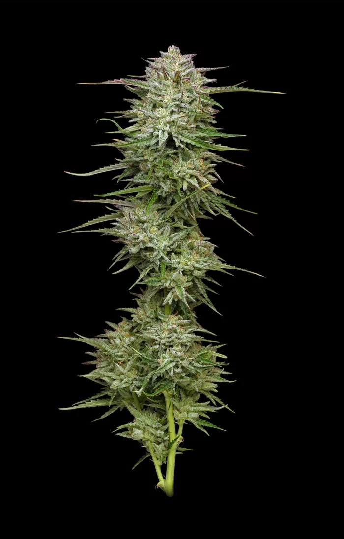 Cannabis plant with large buds on a black background