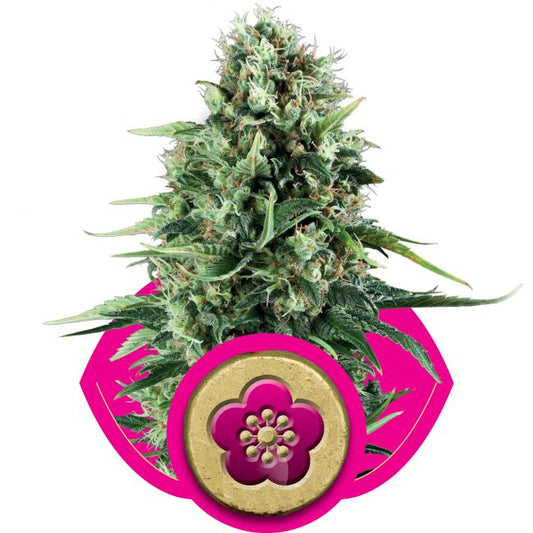 Cannabis plant on a pink and gold decorative stand with a floral design