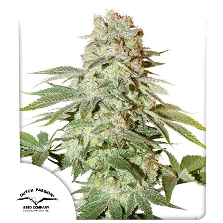 Close-up of a cannabis plant with visible trichomes on a white background, featuring the Dutch Passion logo.
