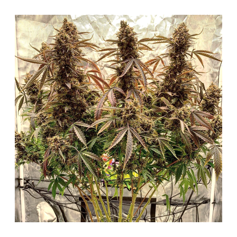 Grown cannabis plants with large buds in a greenhouse setting.