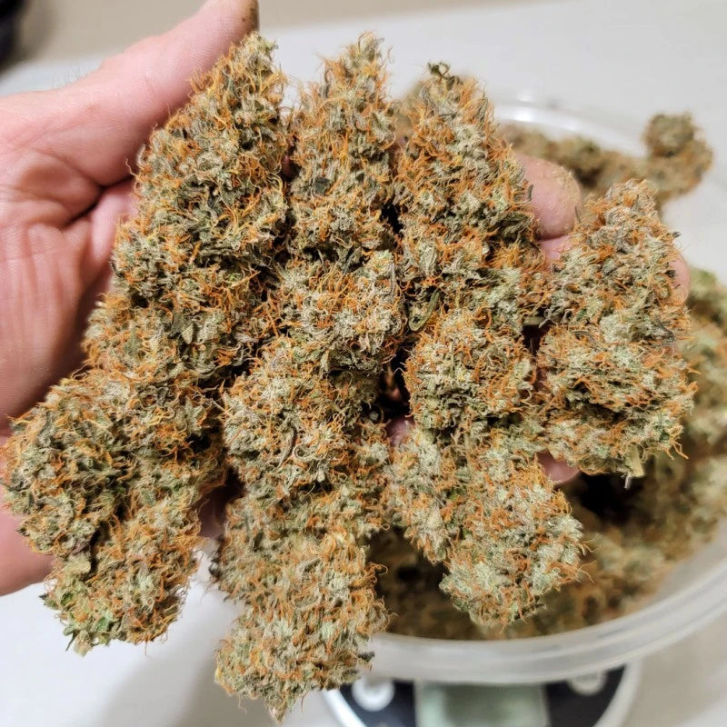 Hand holding a large amount of dried cannabis buds with a white container in the background.